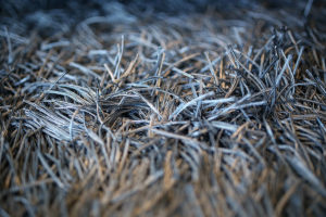 Carpet fringes